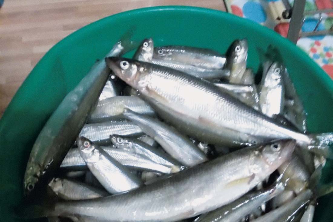 Рыбалкой довольны в Магадане все